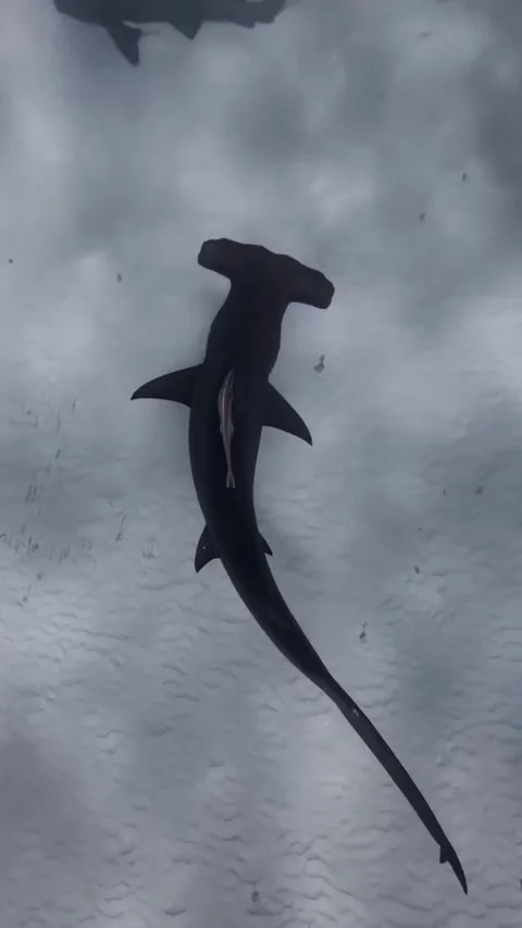 Hammerhead shark Stock Footage 328089993