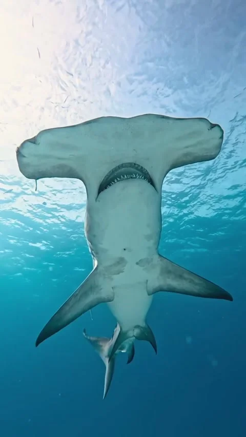 Hammerhead shark Stock Footage 328090023