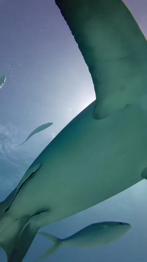 Hammerhead shark Vídeo Stock 328090033