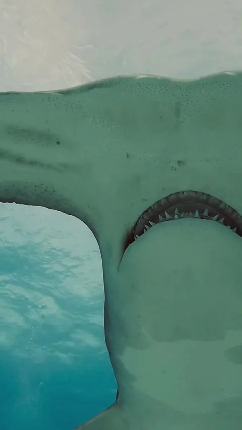 Hammerhead shark Stock Footage 328090043