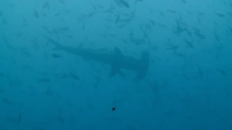 Hammerhead Shark in Galapagos Stock Footage 25602847