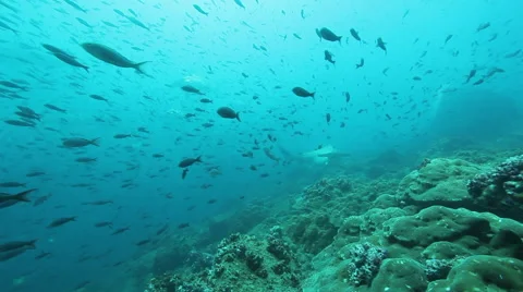 Hammerhead shark head shake Stock Footage 42716287
