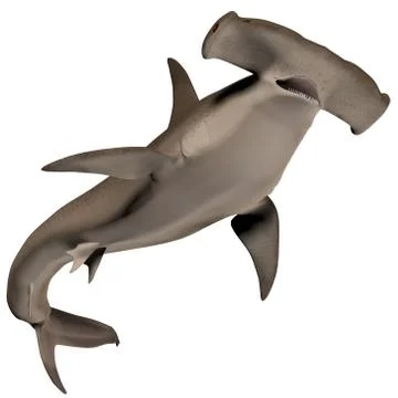 Hammerhead shark Stock Illustration