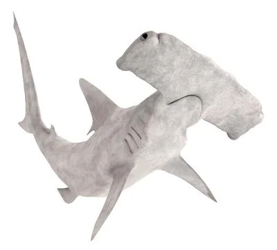 Hammerhead shark isolated on white background Stock Illustration