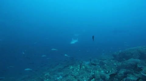 Hammerhead shark moving its head | Stock Video | Pond5
