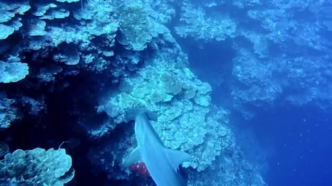 Hammerhead shark at osprey reef Stock Footage 313934595