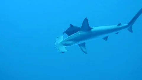 Hammerhead shark in pacific ocean Stock Footage 80718384