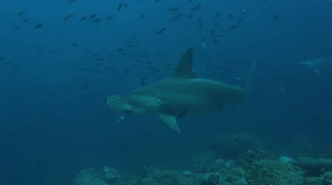 Hammerhead shark passes Video stock 42892093