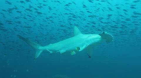 A hammerhead shark passes through a cleaning station Stock-Footage 34696380