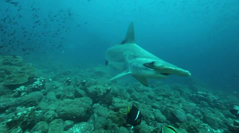A hammerhead shark passing close to the camera Video stock 34694927
