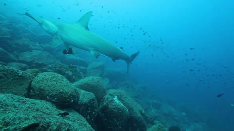 Hammerhead shark on the reef Stock Footage 42888756
