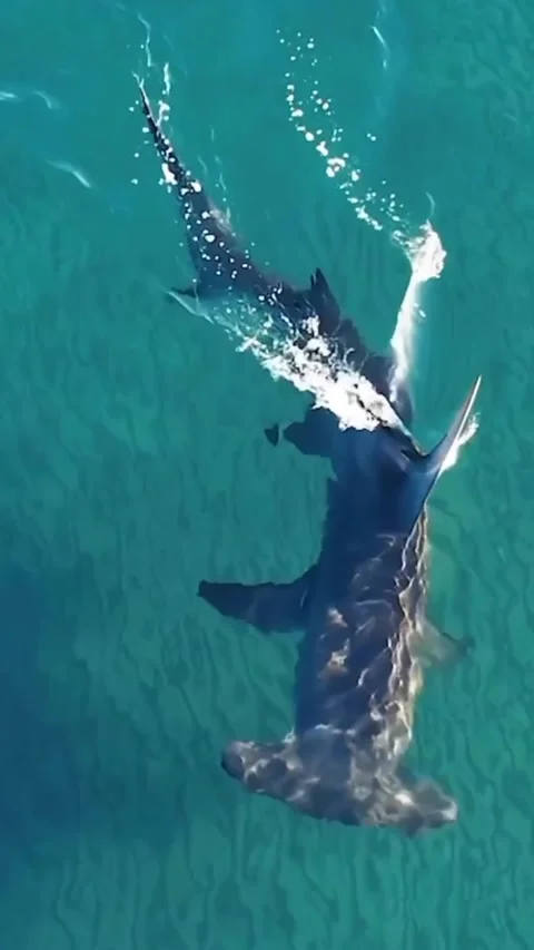 Hammerhead shark in the sea Stock Footage 318864296