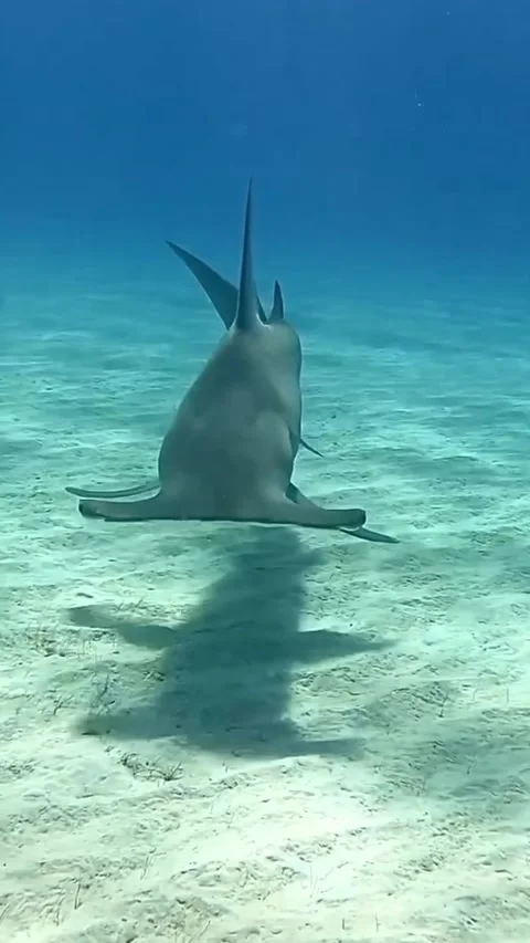 Hammerhead shark in the sea Video stock 318864357