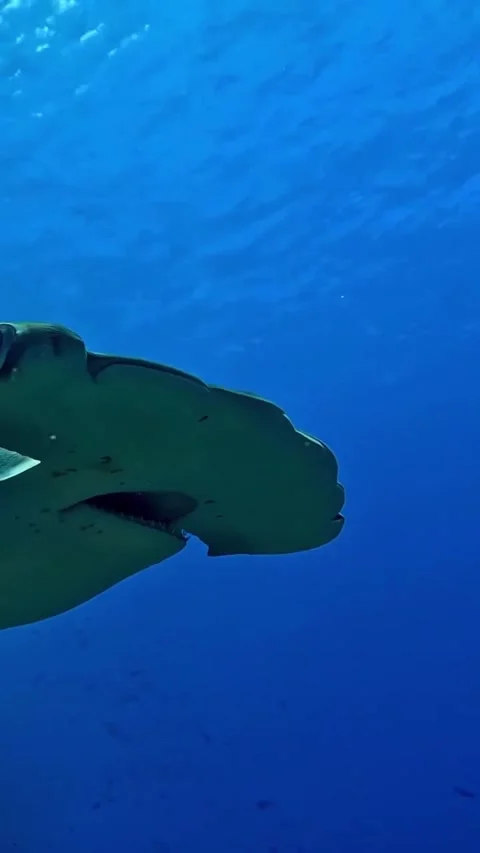 Hammerhead shark in the sea Stock Footage 330898329