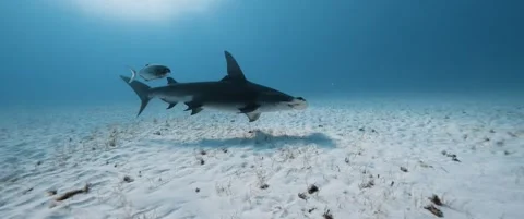 Hammerhead Shark Swimming Over Sandy Seabed – Underwater Footage Stock Footage 315073742