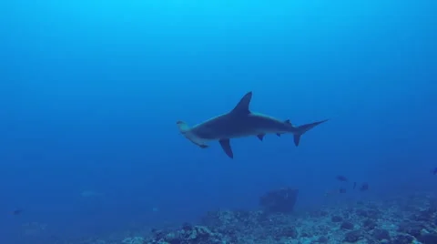 Hammerhead shark swims close by Stock Footage 50384615
