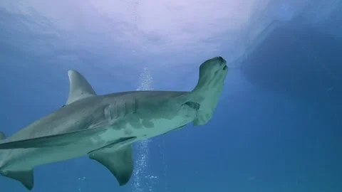 Hammerhead Shark swims over the top of scuba divers. Stock Footage 151663004