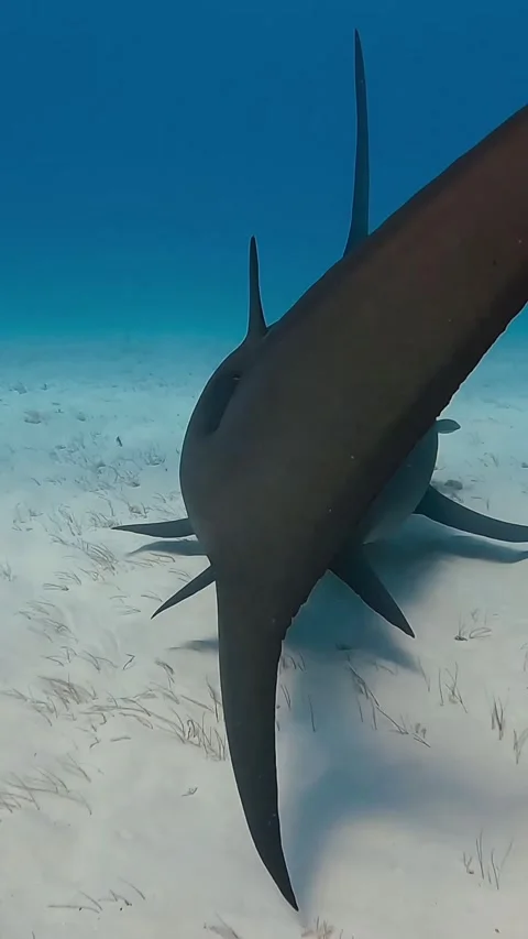 Hammerhead shark tails Stock Footage 328089980