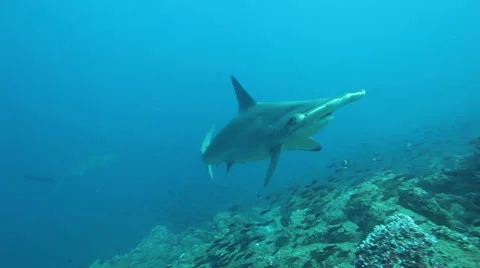 Hammerhead shark turns on reef Vídeo Stock 42894844