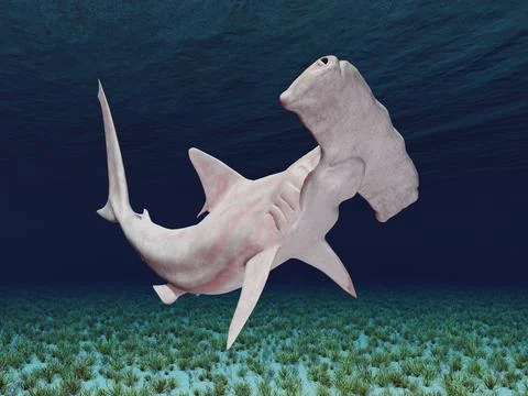 Hammerhead shark in an underwater landscape Illustrazione stock