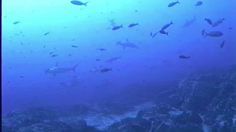 HAMMERHEAD SHARKS 3 Video stock 306774834