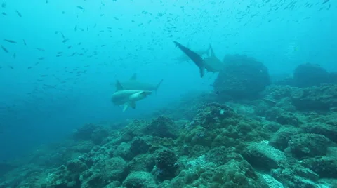 Hammerhead sharks circle on the reef Stock-Footage 42715881
