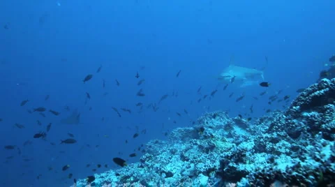 Hammerhead Sharks Cocos Stock-Footage 3181094
