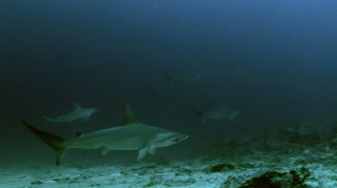 Hammerhead sharks 스톡 동영상 42889903