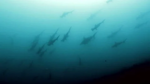 Hammerhead sharks 스톡 동영상 42889990