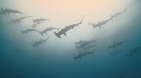 Hammerhead Sharks in Galapagos Stock Footage 25602791