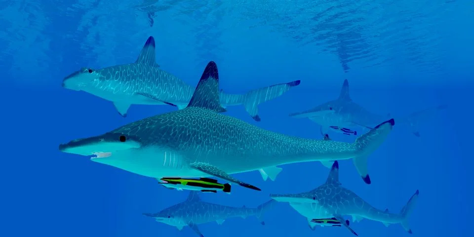 Hammerhead Sharks Stock Illustration