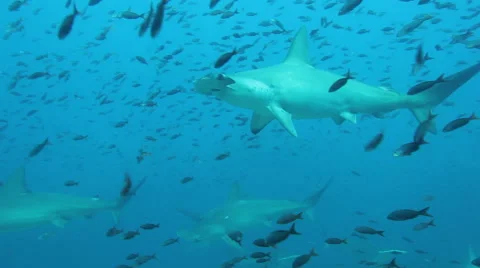 Hammerhead sharks with many small reef fish Vídeo Stock 42946514