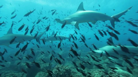 Hammerhead sharks passing over the reef Stock Footage 42436639