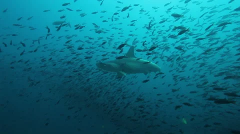 Hammerhead sharks passing from right to left Stock-Footage 42430107