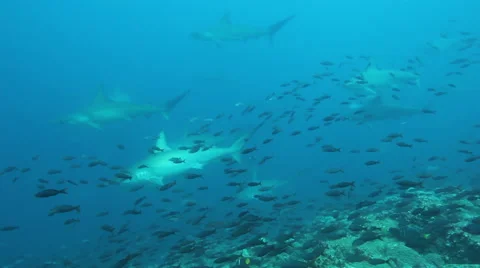 Hammerhead sharks swim through current Stock-Footage 42949775