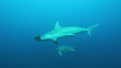 Hammerhead sharks swims with a turtle Vídeo Stock 37433381