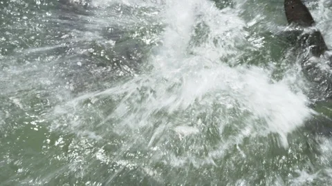 Hammerhead sharks underwater Stock-Footage 93448059