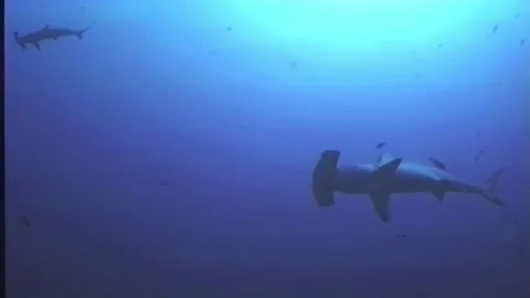 HAMMERHEAD SHARKS1 Video stock 306543784