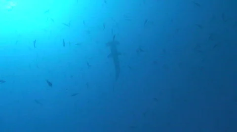 Hammerhead Silouette Stock Footage 160500
