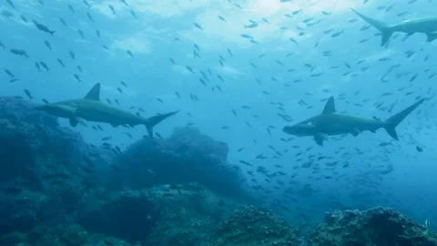 Hammerhead swims toward camera mid shot Stock Footage 76688326