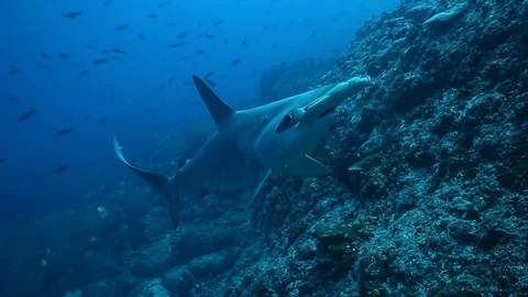 Hammerhead Turn Kip Evans 库存影片 87756471
