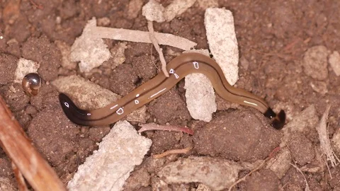 Hammerhead worm on the floor Stock Footage 91335096