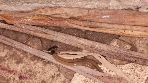 Hammerhead worm on the floor Stock Footage 91335389