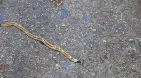 Hammerhead worm Stock Footage 66860032