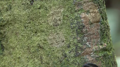Hammerhead worm moving up the lowlamd raiforest tree trunk slowly Stock Footage 56560004