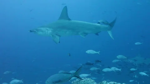 Hammerheadswims toward camera Stock Footage 76688321