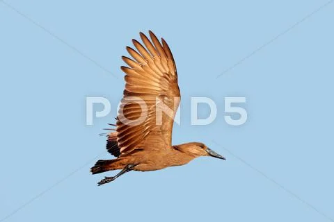 Hammerkop bird in flight Stock Photos