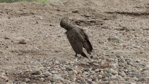 Hammerkop Stock Footage 297575472