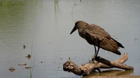 Hammerkop (Hammerhead Stork) Video stock 80441991