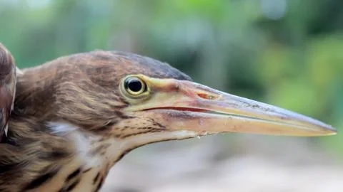 Hammerkop Stock Photos